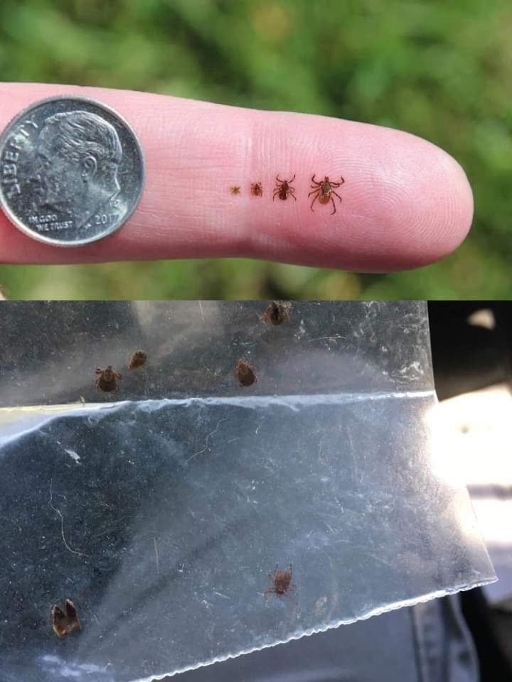 Tick Season Has Arrived: Natural Ways to Keep Ticks at Bay