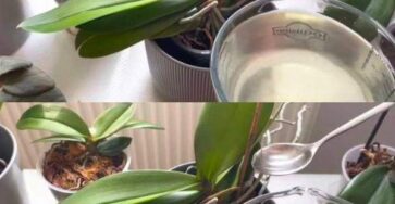 Orchids, 1 tablespoon is enough and they will bloom non-stop: very powerful fertilizer