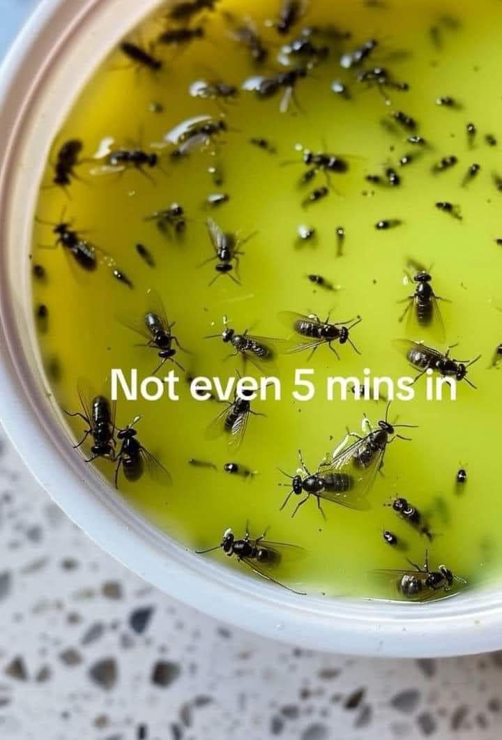 With warmer days ahead, I swear by this trick to getting rid of all the flies, mosquitoes, and bugs